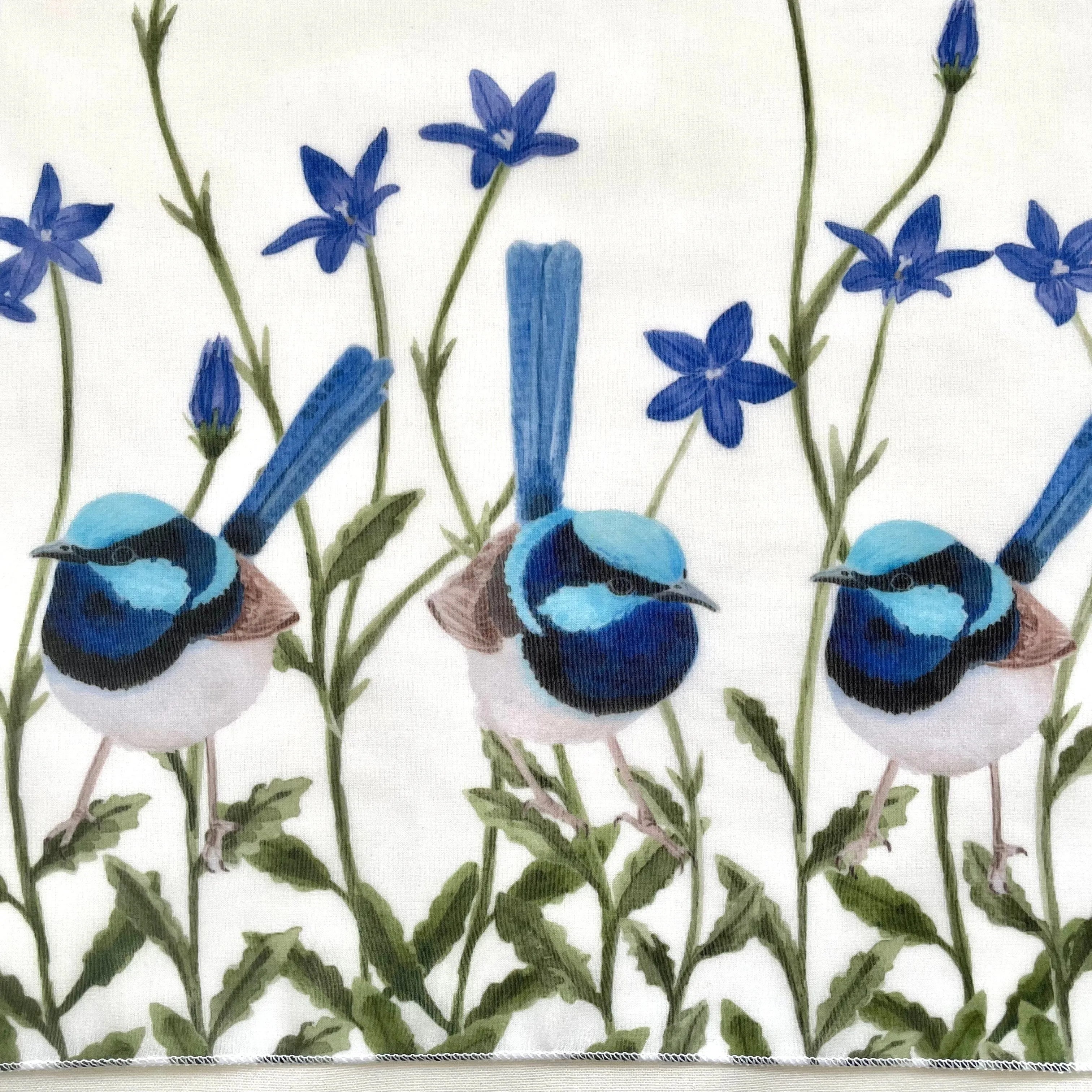 Superb Fairy Wren with Royal Bluebells